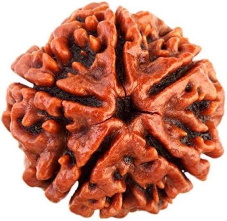 Rudraksha (5 mukhi)