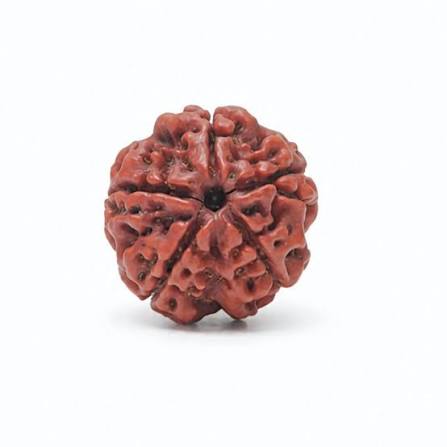 Rudraksha (5 mukhi)
